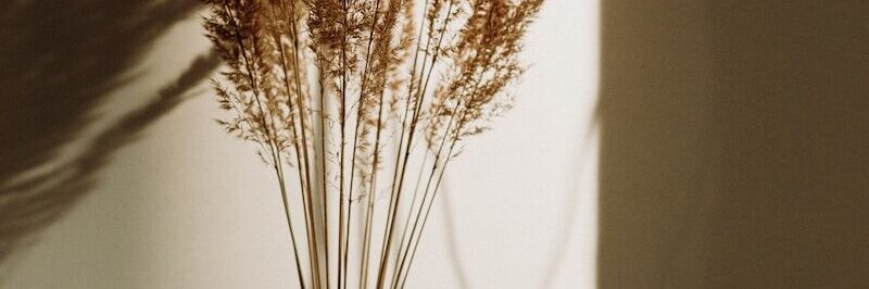 brown plant in clear glass vase