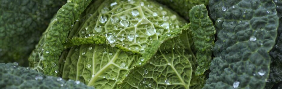 savoy cabbage, cabbage, leafy greens, vegetables, close up, macro, cabbage, cabbage, cabbage, cabbage, cabbage, leafy greens, vegetables